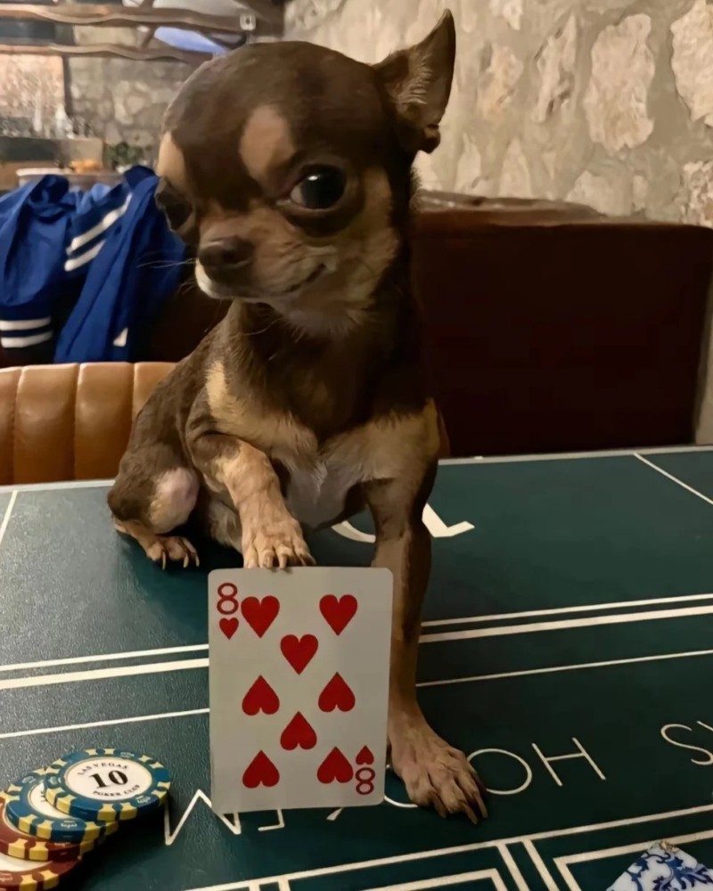 Chihuahua meme 38