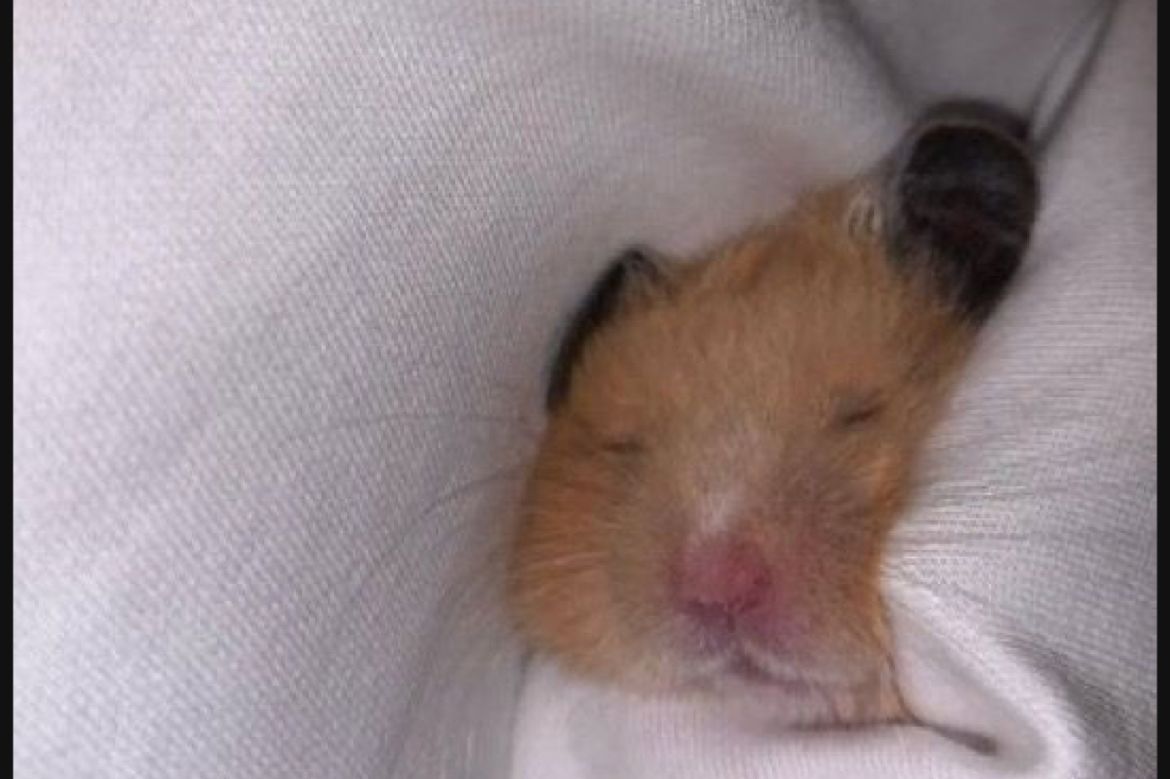 Ai cũng từng cười lăn khi nhìn thấy những tấm hình chế hamster