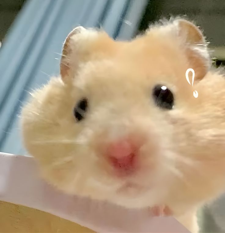 Chuột hamster cute đã trở thành nhân vật quen thuộc trong meme online