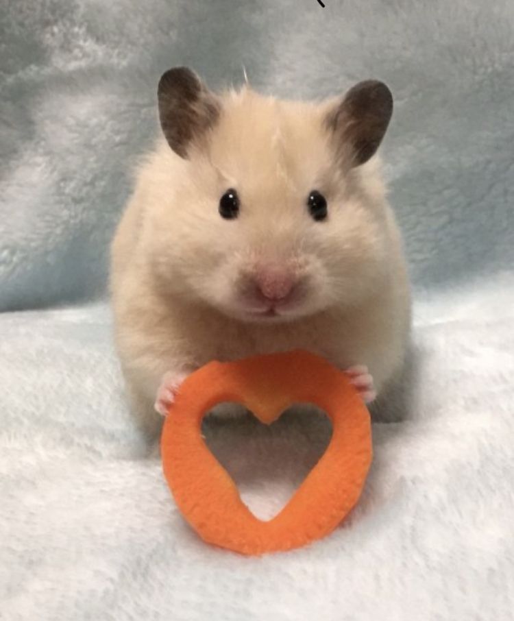 Một loạt ảnh hamster cute giúp group chat trở nên náo nhiệt hơn