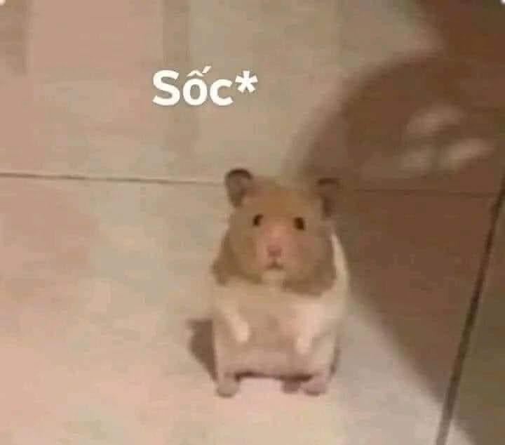 Một loạt ảnh hamster dễ thương lan truyền mạnh mẽ trên mạng xã hội