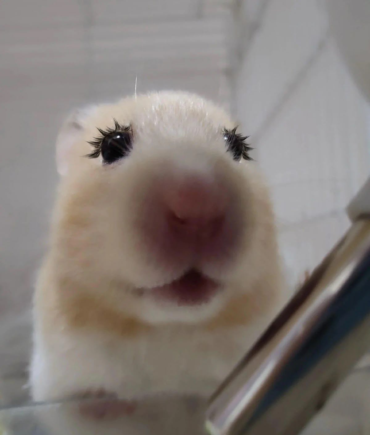 Những hình ảnh hài hước từ hamster lan tỏa mạnh mẽ trong cộng đồng