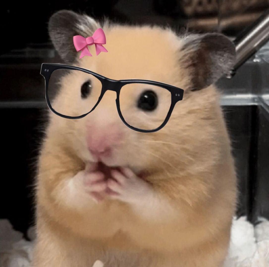 Chuột hamster đáng yêu đã trở thành biểu tượng giải trí quen thuộc