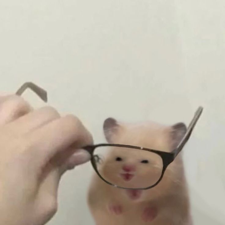 Chuột hamster đáng yêu thường được dùng để chế ảnh trong group chat