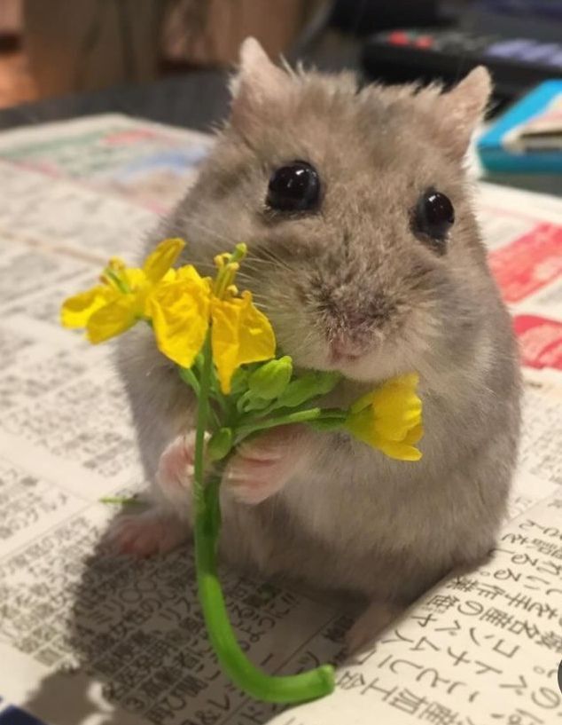 Chuột hamster đáng yêu xuất hiện liên tục trong những group vui nhộn