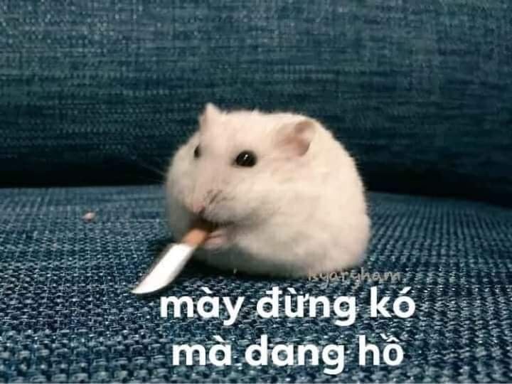 Chuột hamster dễ thương đã trở thành lựa chọn phổ biến của cộng đồng