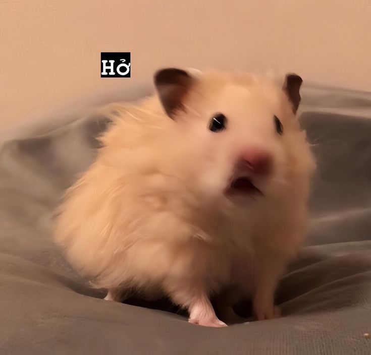 Chuột hamster dễ thương đã trở thành nguồn cảm hứng cho nhiều ảnh chế