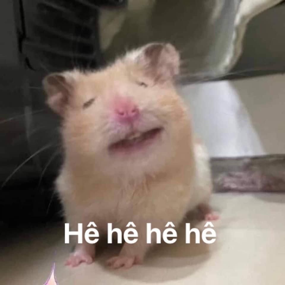 Chuột hamster dễ thương đã trở thành nhân vật hot trong giới chế
