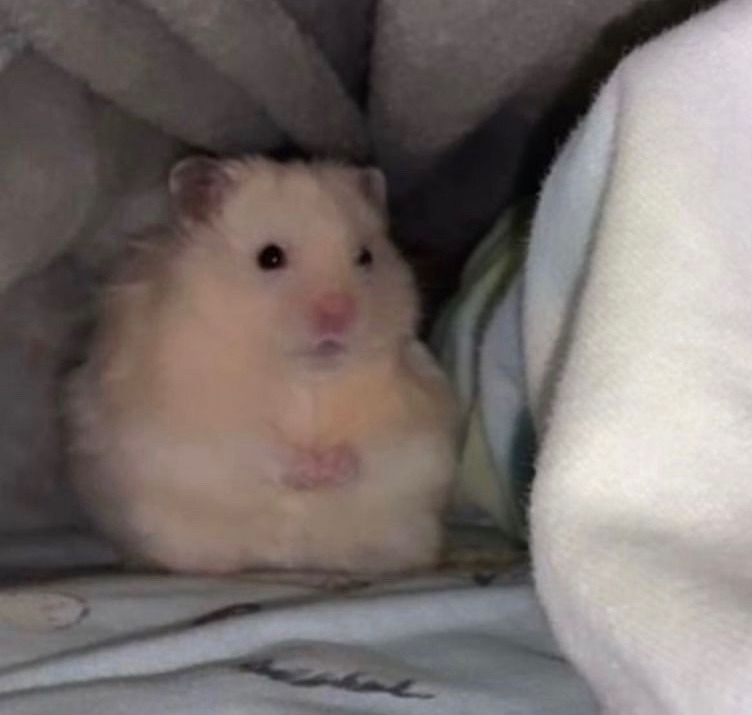 Chuột hamster dễ thương góp phần làm phong phú hơn kho meme internet
