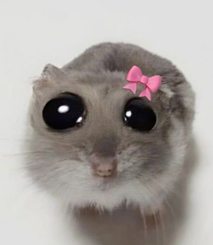 Hình ảnh chuột hamster meme