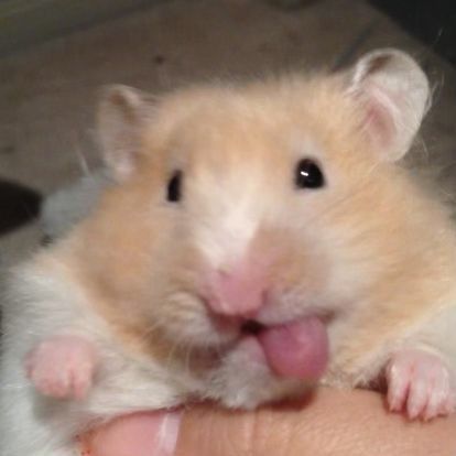 Chuột hamster nhỏ bé mang lại tiếng cười vui vẻ cho người xem