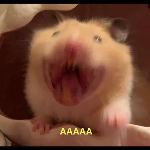 Hình ảnh chuột hamster hài hước