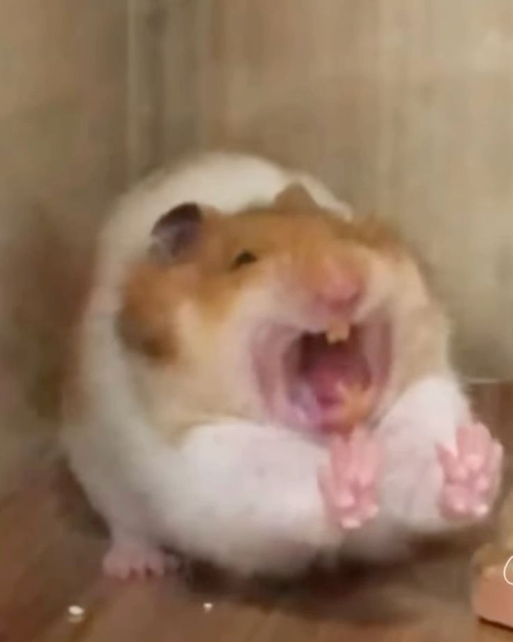 Hamster cute đã góp phần làm phong phú thêm bộ sưu tập ảnh chế