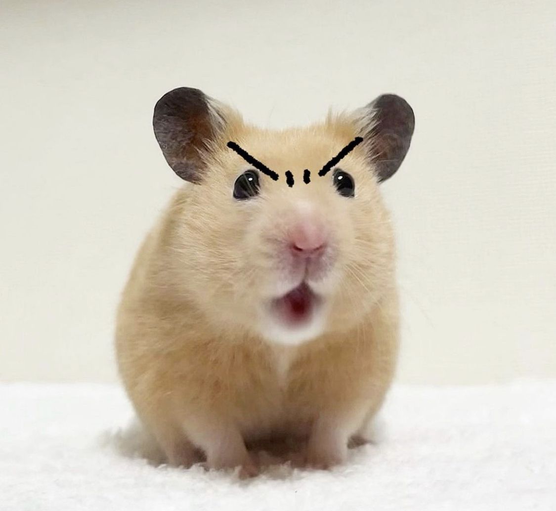 Hamster cute luôn mang đến bầu không khí nhộn nhịp trong group chat