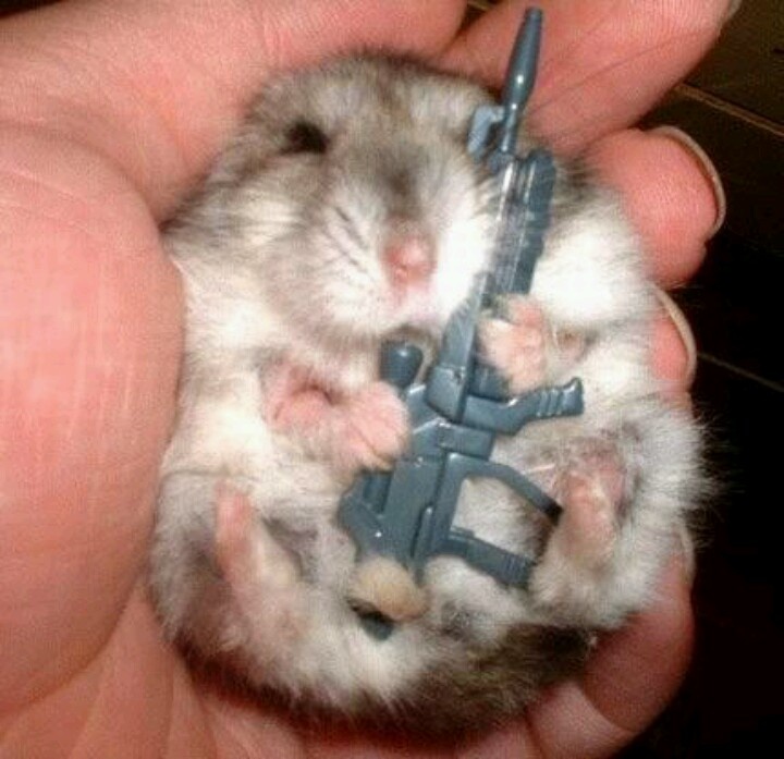 Hamster cute mang lại niềm vui đơn giản nhưng lan tỏa cực nhanh