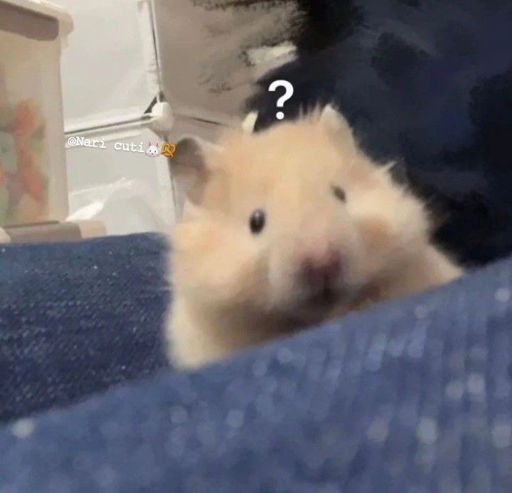 Hamster đáng yêu góp phần làm kho meme trở nên phong phú đa dạng
