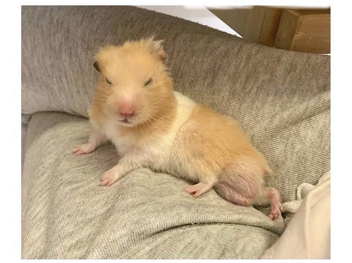 Hamster dễ thương trở thành nguồn cười quen thuộc trên các diễn đàn