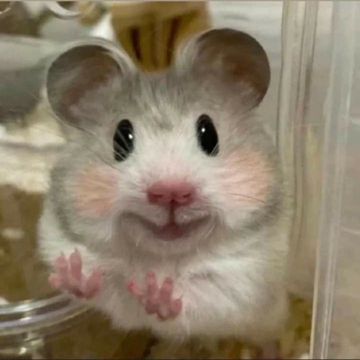 Hamster hài hước đã góp phần làm bùng nổ nhiều trend chế mới
