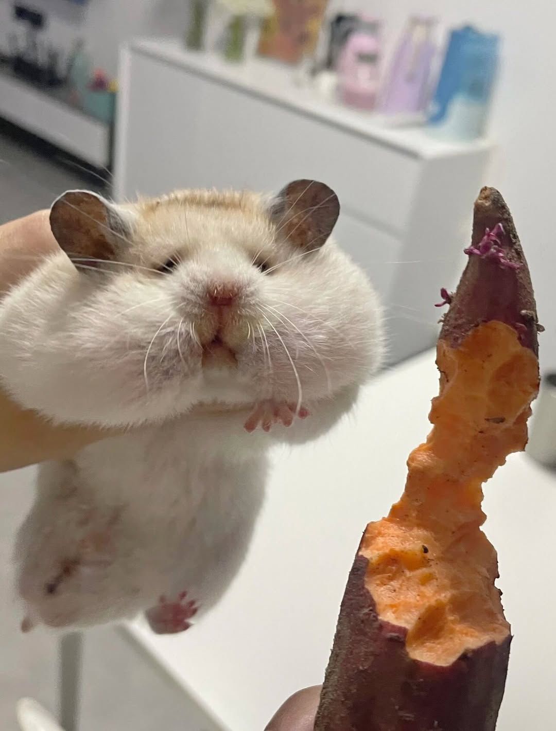 Hamster hài hước đã tạo nên một xu hướng lan truyền cực mạnh