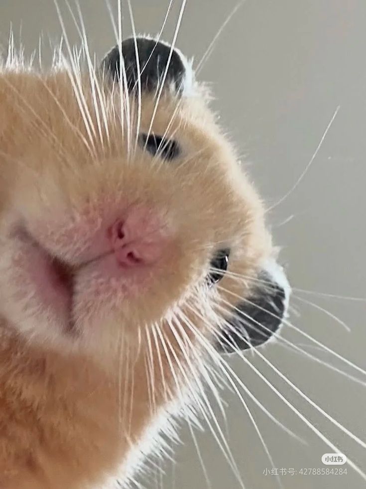 Hamster trong ảnh chế đã trở thành biểu tượng hài hước nổi bật