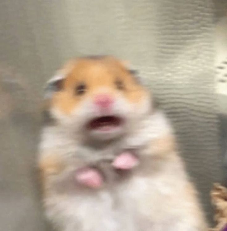 Hamster Meme – Ảnh Chế Chuột Hamster Cute Hài Hước 🐹