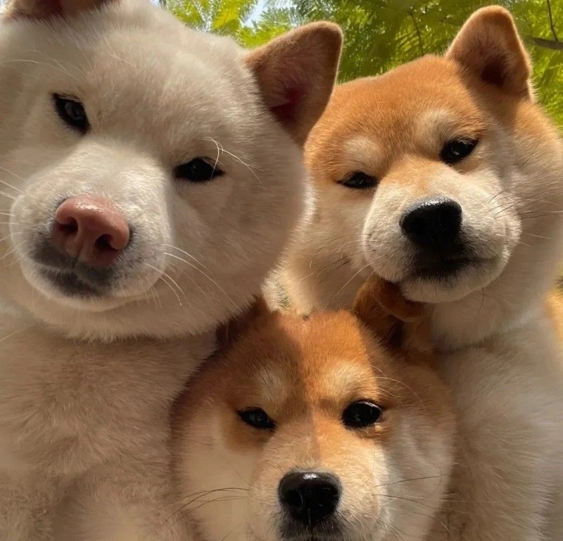 Hình avatar nhóm 3 người vô tri với biểu cảm buồn cười cute