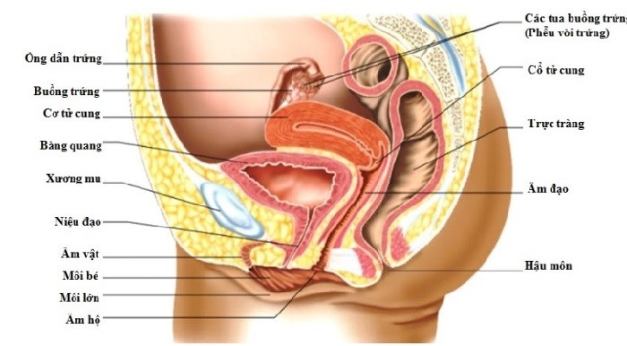 Cấu tạo bộ phận sinh dục nữ giới bên trong