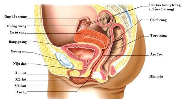 cấu tạo bộ phận sinh dục nữ ảnh thật