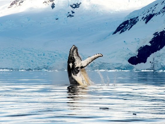 20 bức ảnh quyến rũ bạn đến Alaska - 11