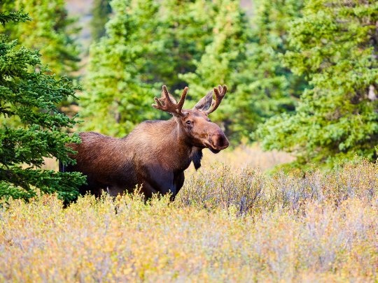 20 bức ảnh quyến rũ bạn đến Alaska - 19