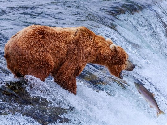 20 bức ảnh quyến rũ bạn đến Alaska - 6
