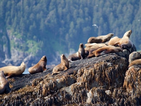 20 bức ảnh quyến rũ bạn đến Alaska - 7