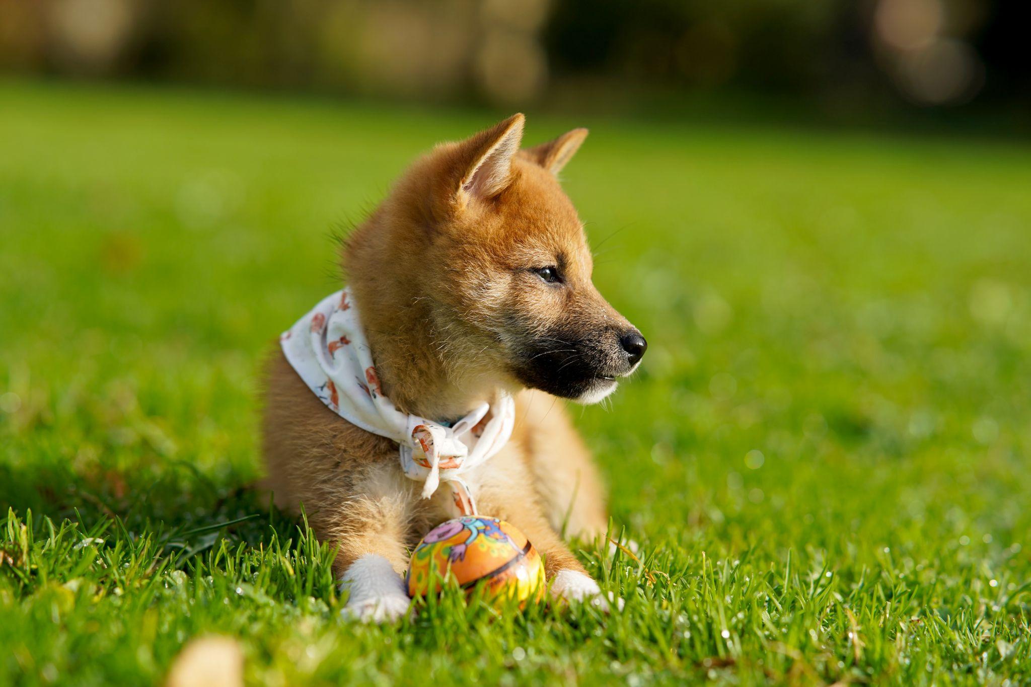 Shiba loài chó nổi tiếng vì khuôn mặt phúc hậu và hay cười - 18