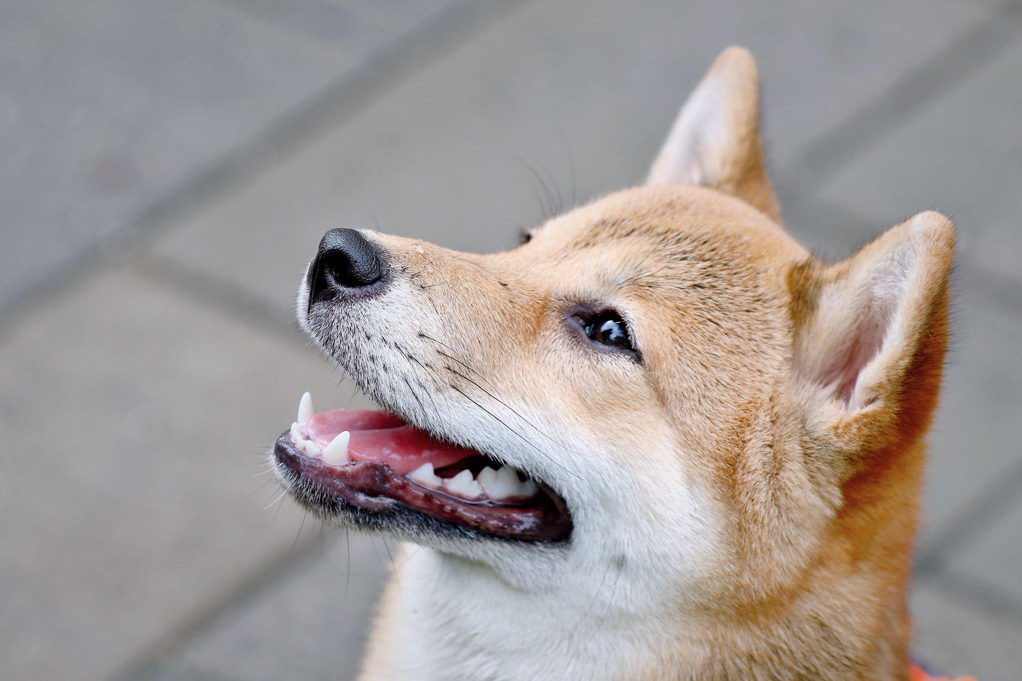 Shiba loài chó nổi tiếng vì khuôn mặt phúc hậu và hay cười - 21