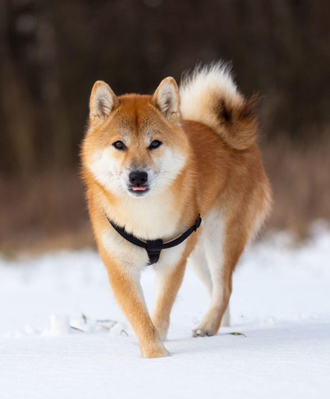 Shiba loài chó nổi tiếng vì khuôn mặt phúc hậu và hay cười