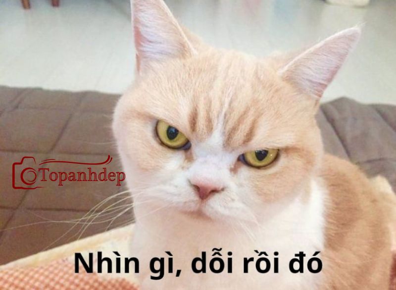 Meme mèo bựa đang giận dỗi
