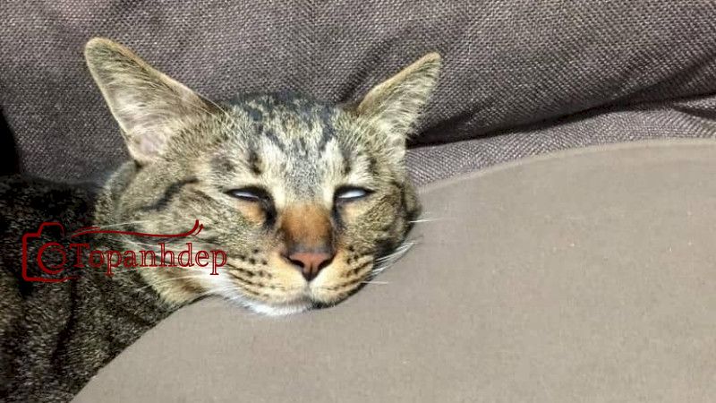 Meme mèo đang phê