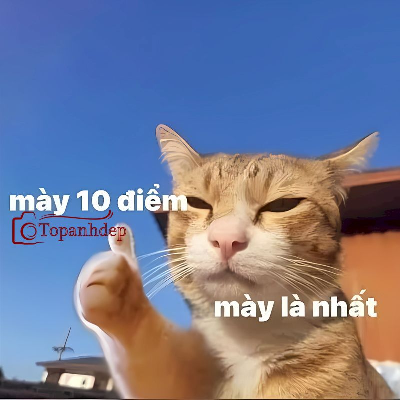 Bạn 10 điểm, bạn tuyệt vời, bạn là nhất!