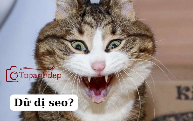 Dữ dị seo?