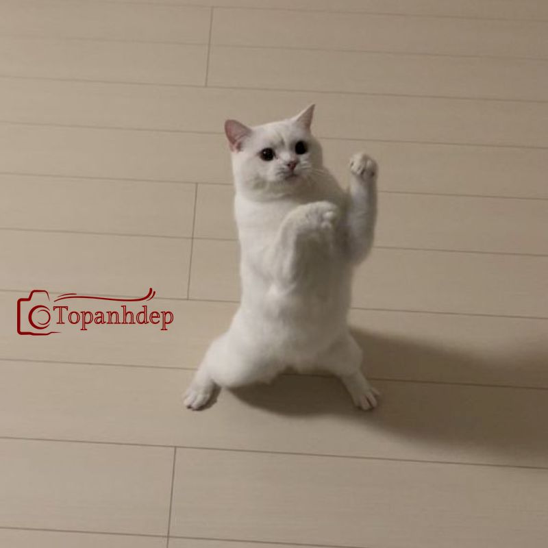 Như nào? Đánh nhau không?