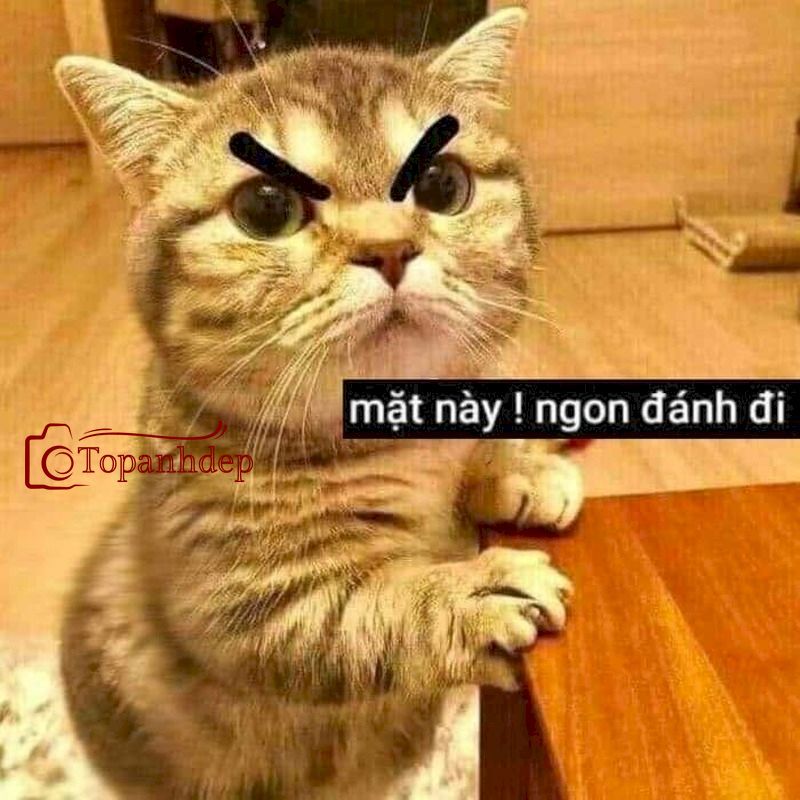 Mặt này, đánh đê, hộ cái