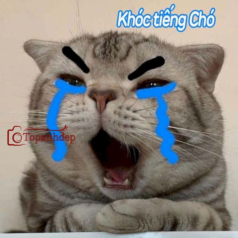 Meme mèo khóc tiếng chó