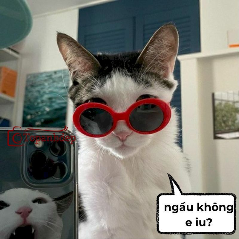 Ảnh chế meme mèo bựa siêu ngầu