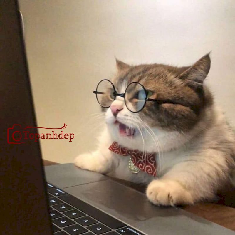 Meme mèo áp lực “bán mình cho tư bản”