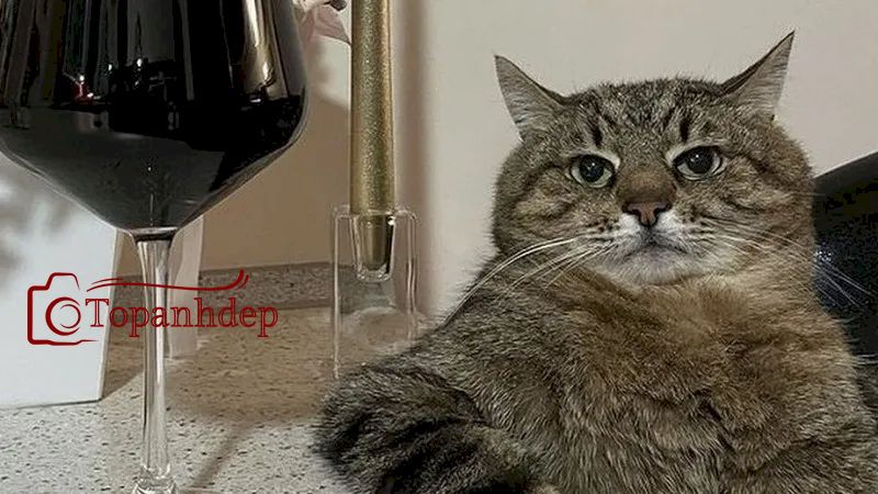 Há mồm ảnh chế meme mèo bựa - Muốn mời em làm 1 ly mà sợ em từ chối