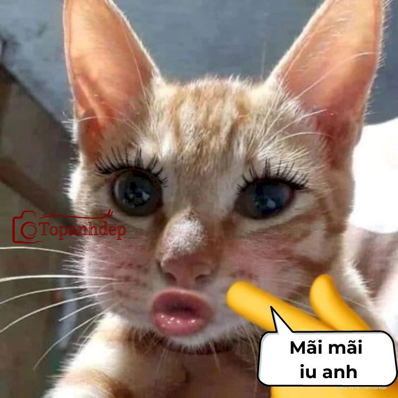 Mãi mãi iu anh