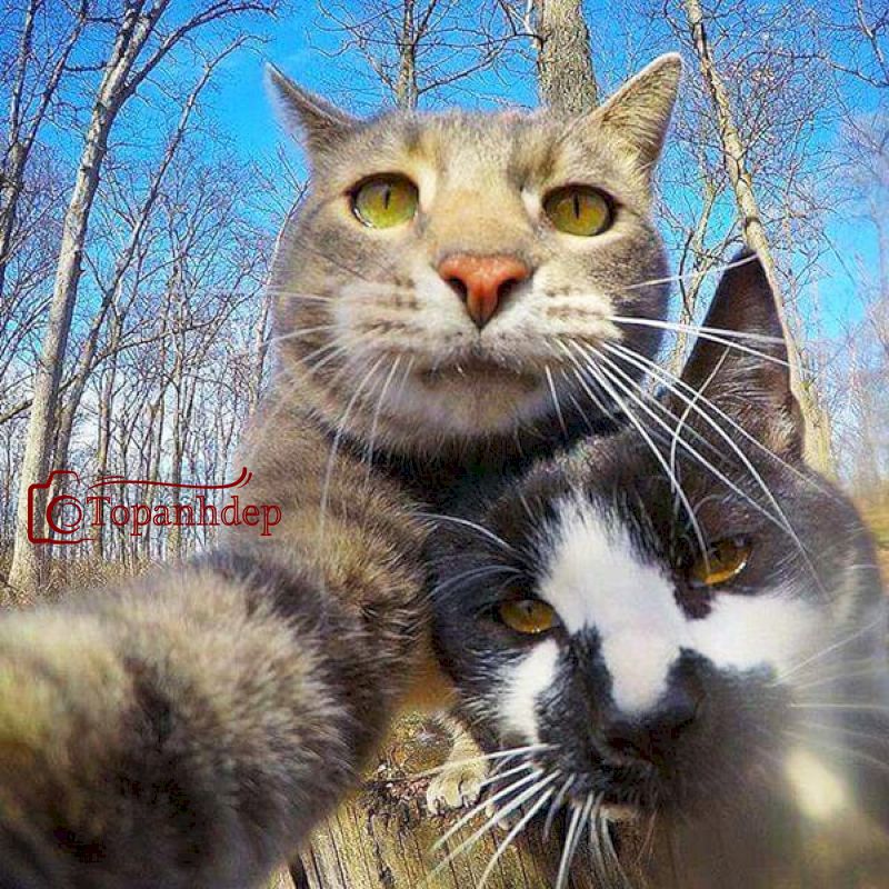 Selfie nào bạn tôi ơi