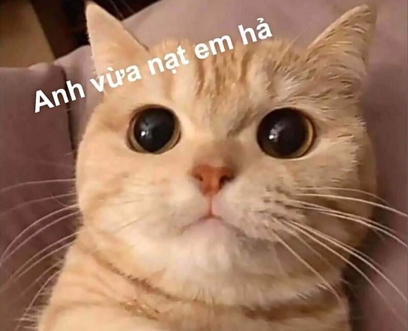 Trọn Bộ Sưu Tập Hơn 100+ Meme Dễ Thương Hay Dùng Nhất