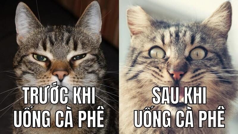 Trọn Bộ Sưu Tập Hơn 100+ Meme Dễ Thương Hay Dùng Nhất