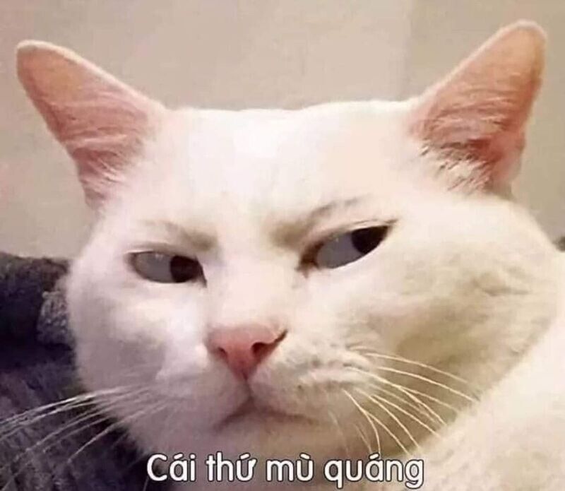 Trọn Bộ Sưu Tập Hơn 100+ Meme Dễ Thương Hay Dùng Nhất